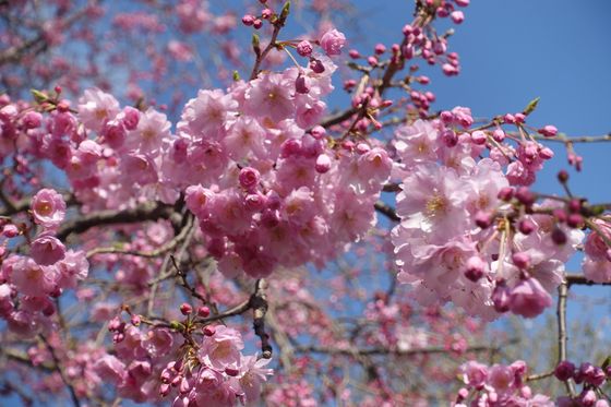 井の頭公園 枝垂れ桜