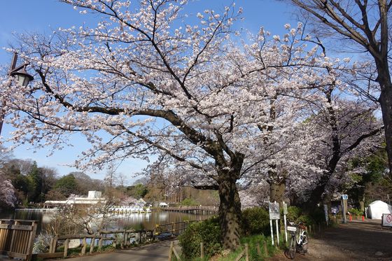 井の頭公園 桜