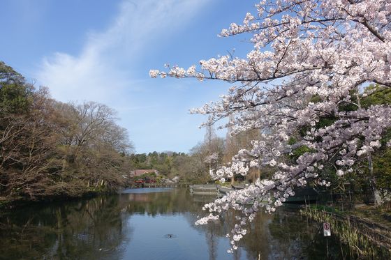 井の頭恩賜公園 桜