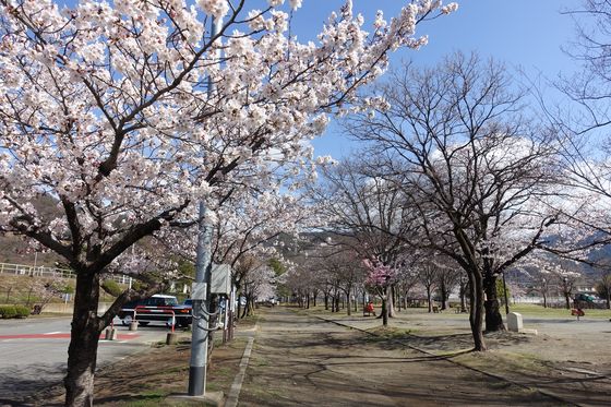 緑が丘スポーツ公園 甲府 桜