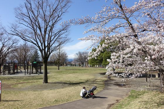 緑が丘スポーツ公園 桜