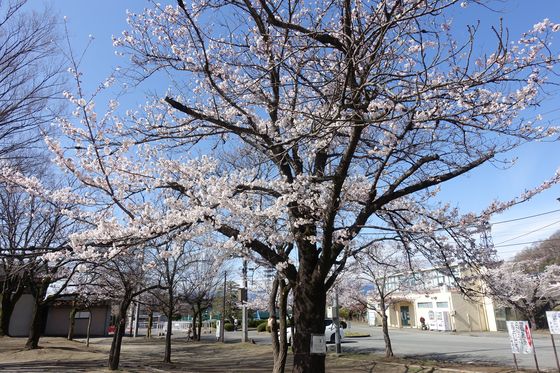 甲府 公園 桜
