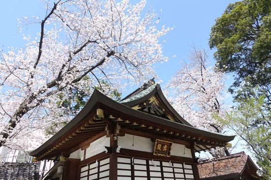 馬橋稲荷神社 桜