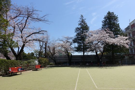 高円寺 桜
