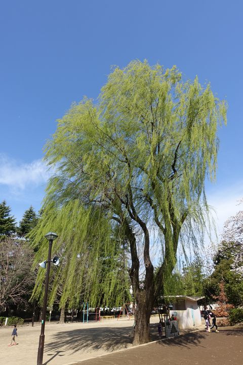 妙正寺公園 柳の木