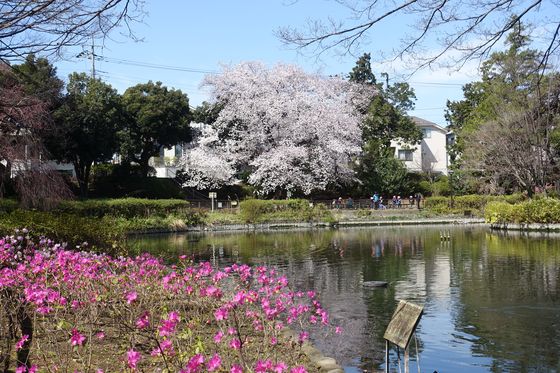 妙正寺公園 桜