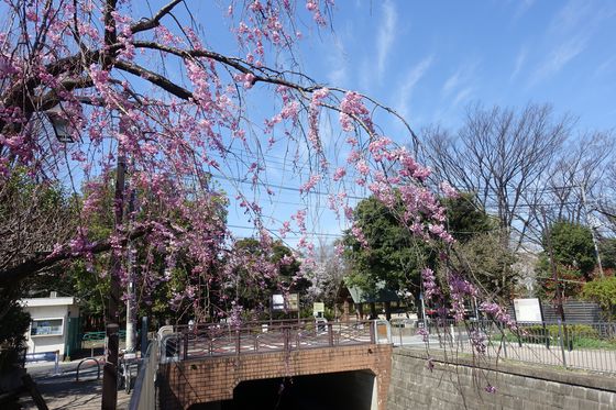 東京 しだれ桜