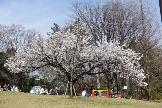 蚕糸の森公園 桜