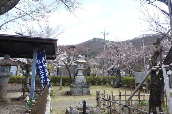 桜 信玄の墓