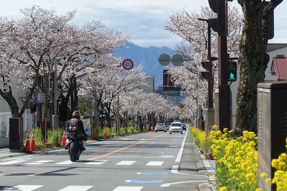 武田通り 桜