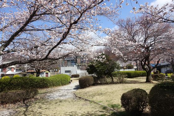 万葉植物小園 桜