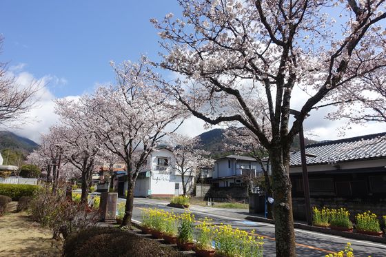 甲府 桜