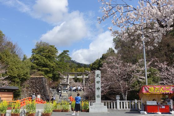 武田神社 桜