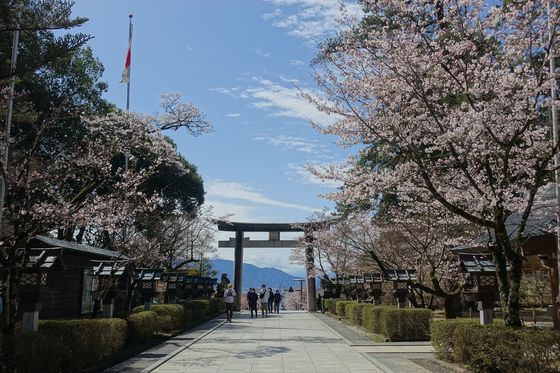 桜 躑躅ヶ崎館跡