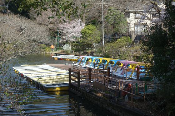 善福寺公園 ボート