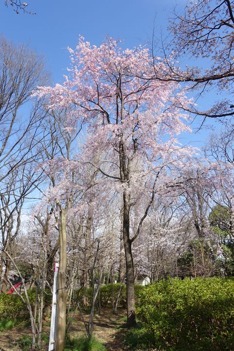 善福寺公園 しだれ桜