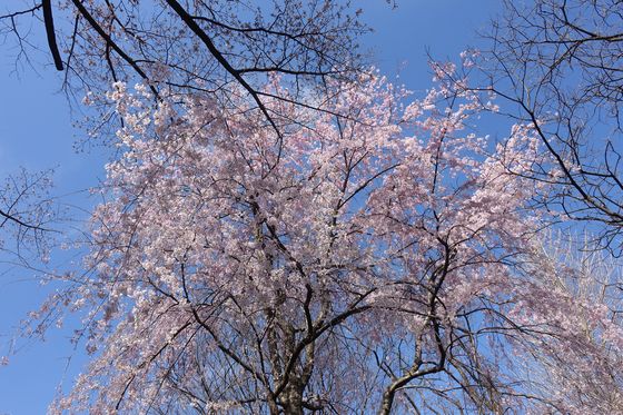 善福寺公園 枝垂れ桜