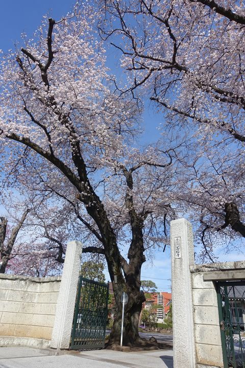 福寿山 善福寺 桜