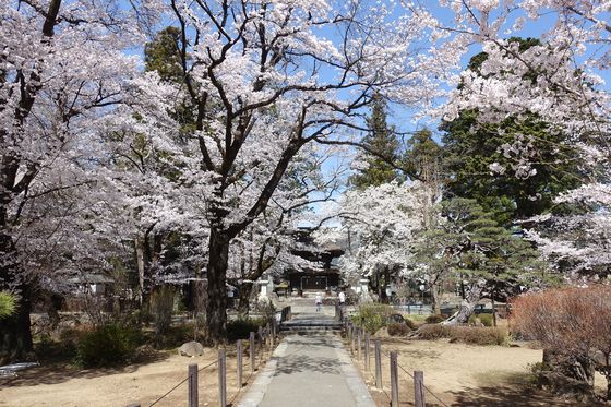 恵林寺 桜