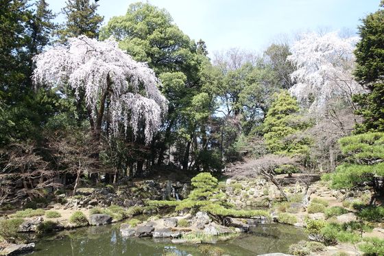恵林寺 庭園 桜