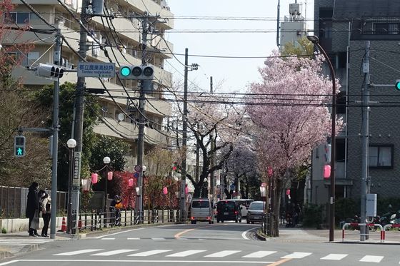 府中桜通り 桜