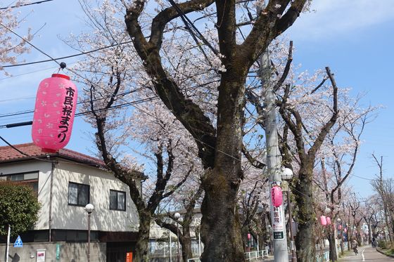 府中市民桜まつり