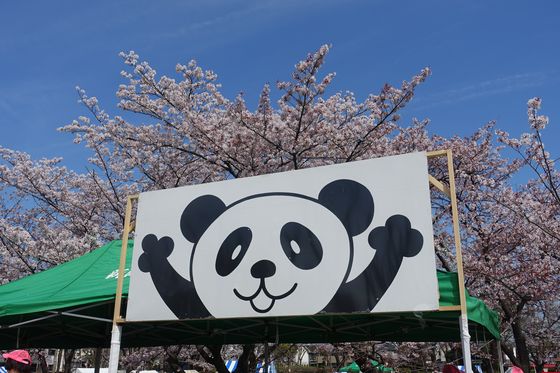 府中公園 桜