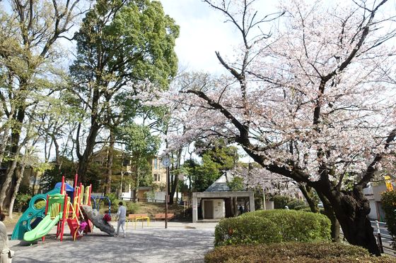 宝来公園 桜
