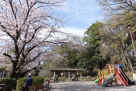 大田区 公園 桜