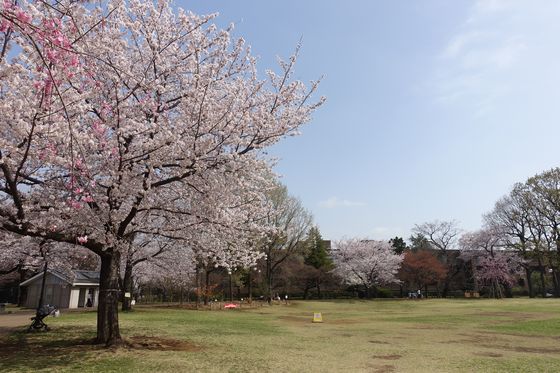 浜田山 桜