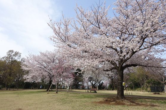 柏の宮公園 桜