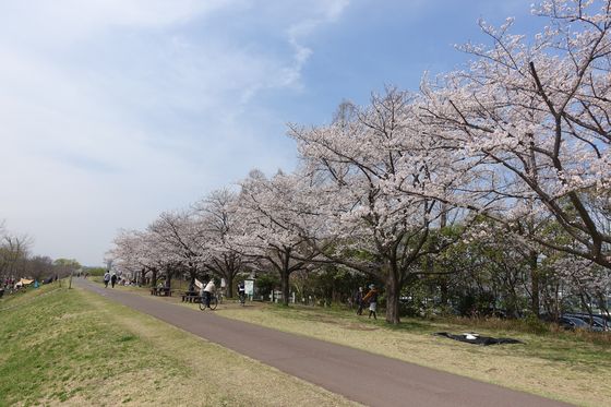 府中多摩川かぜのみち 桜