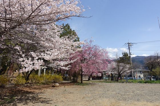 塩山 寺 桜