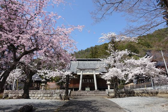 秋葉神社 塩山 桜