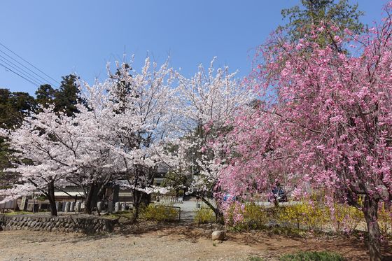 甲州市 寺 桜
