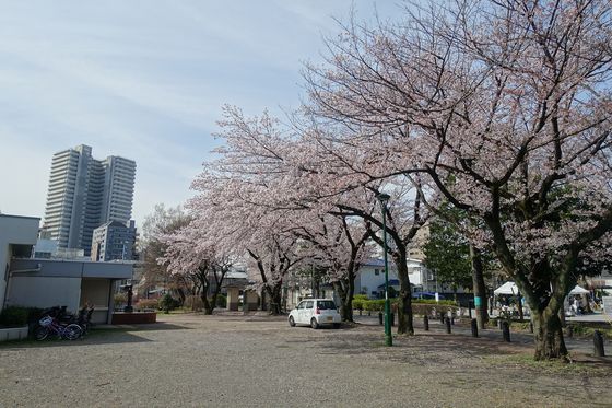 寿中央公園 桜