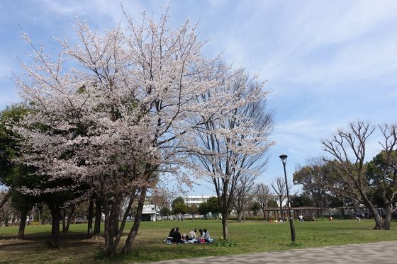 郷土の森公園 桜