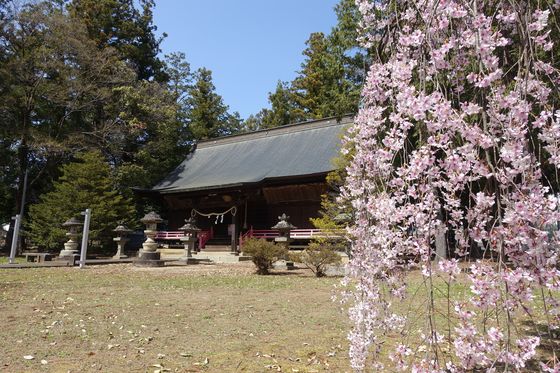 松尾神社 塩山 桜