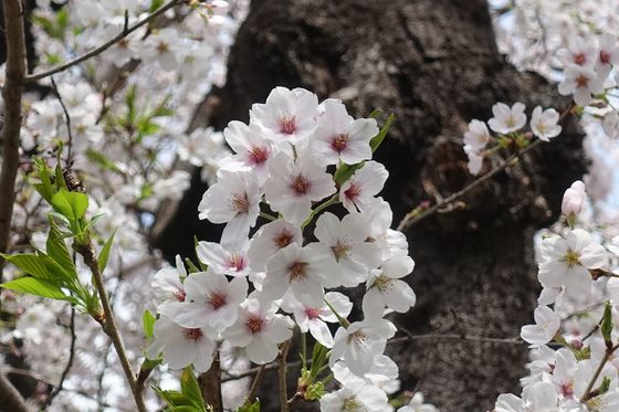 杉並区 公園 桜
