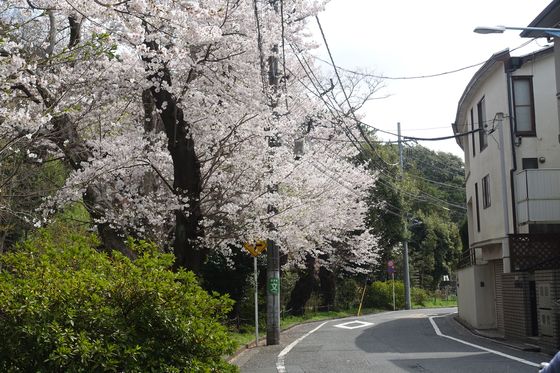 高井戸 公園 桜