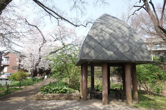 三井の森公園 桜
