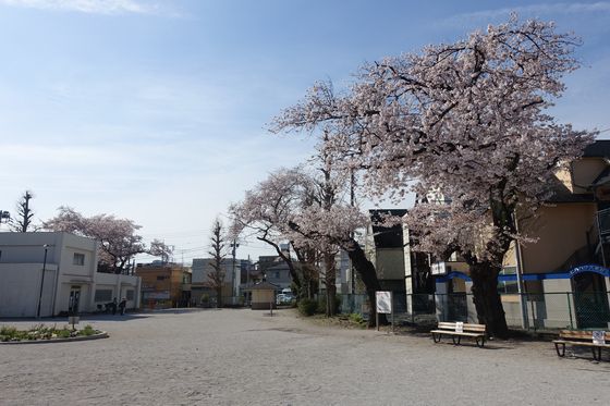 桜 美好町公園