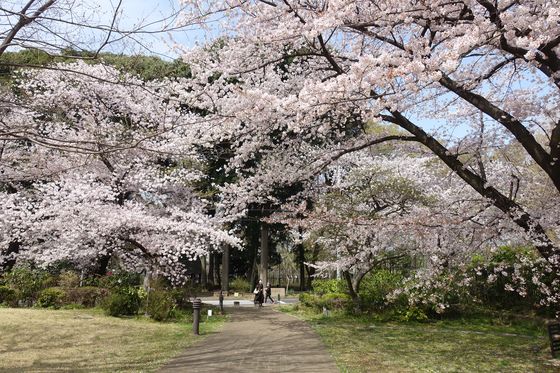高井戸 桜