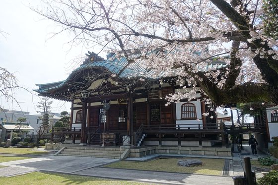 西明寺 桜