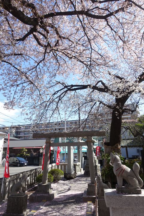 大和 神社 桜