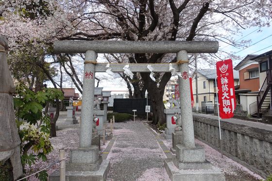 櫻森稲荷神社 サクラ