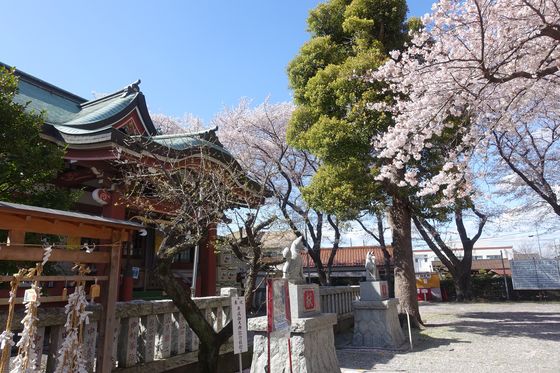 櫻森稲荷神社 桜