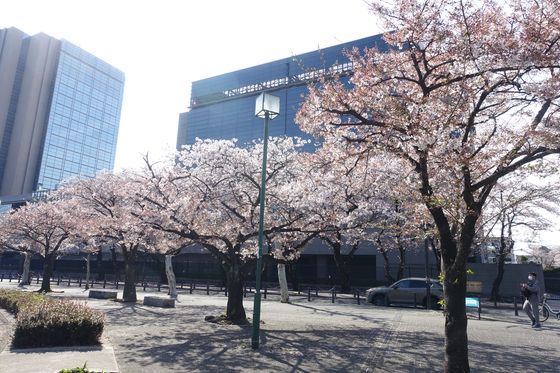 府中 すずかけ公園 桜
