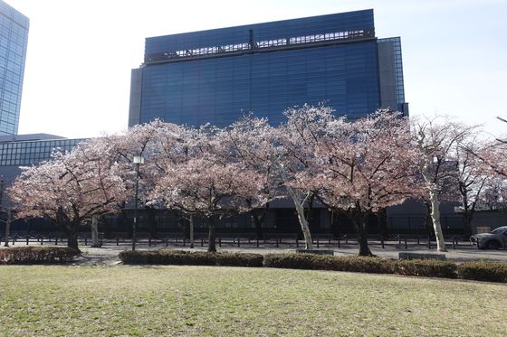 すずかけ公園 桜