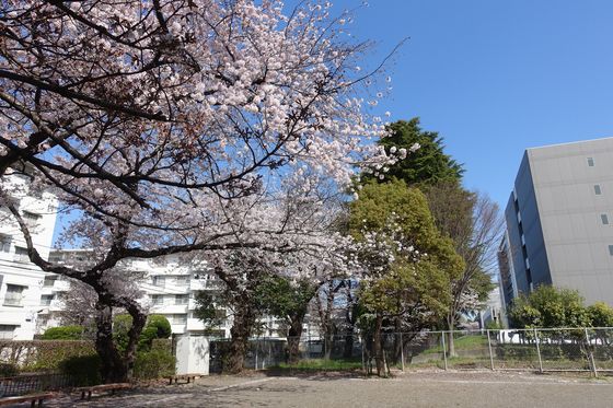府中 公園 桜
